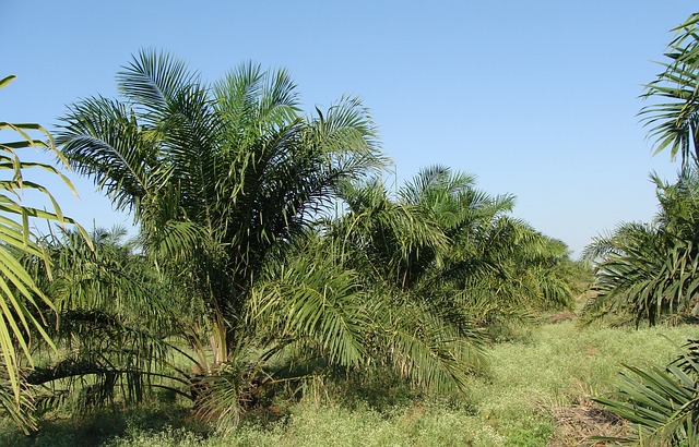 Palmöl
